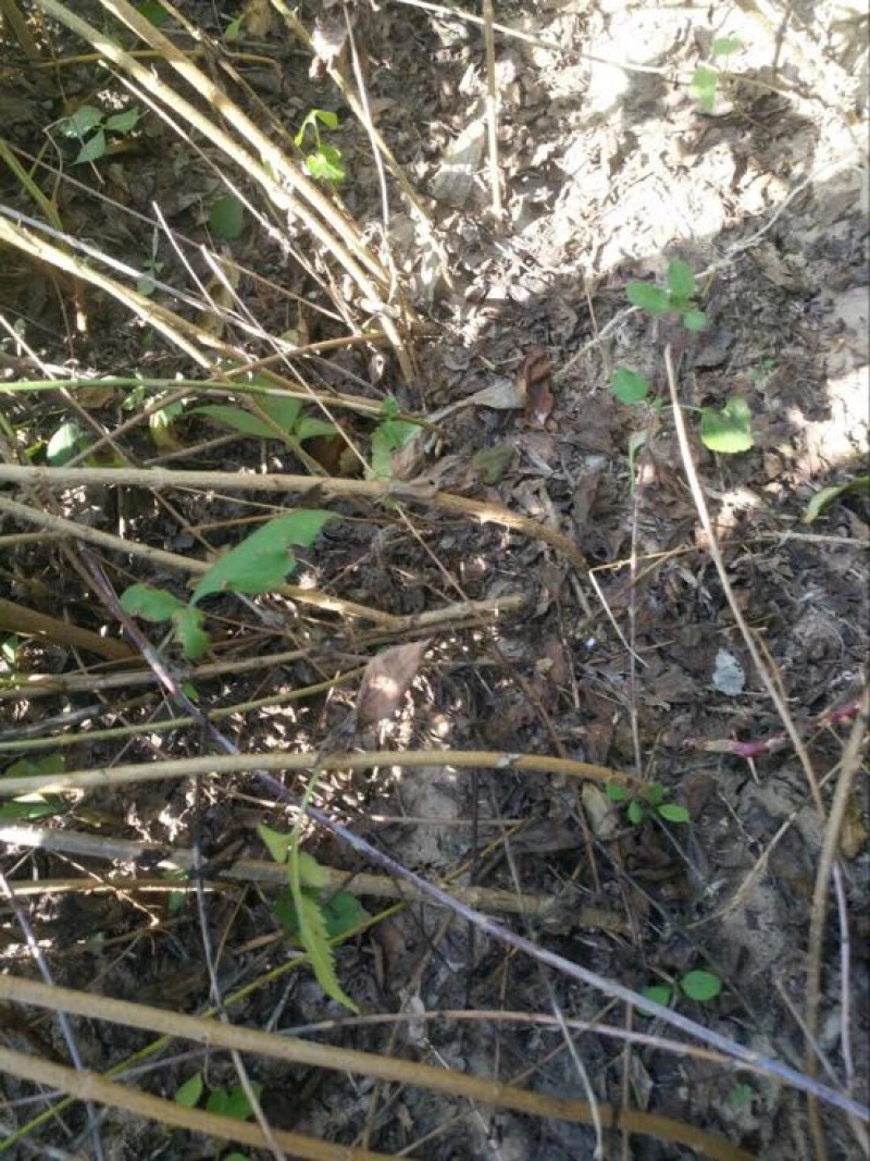 连翘树苗5号山西药用大果连翘苗基地现挖现发根系发达好活