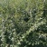 连翘树苗5号山西药用大果连翘苗基地现挖现发根系发达好活
