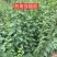 连翘树苗5号山西药用大果连翘苗基地现挖现发根系发达好活