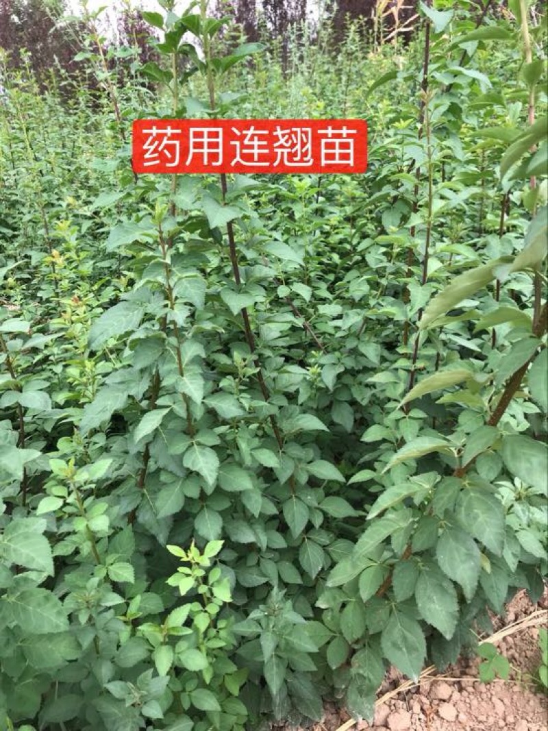 连翘树苗5号山西药用大果连翘苗基地现挖现发根系发达好活
