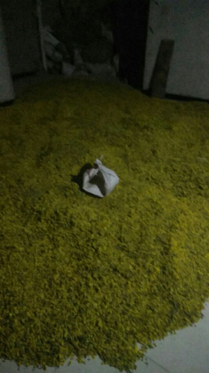 野菊花颗粒