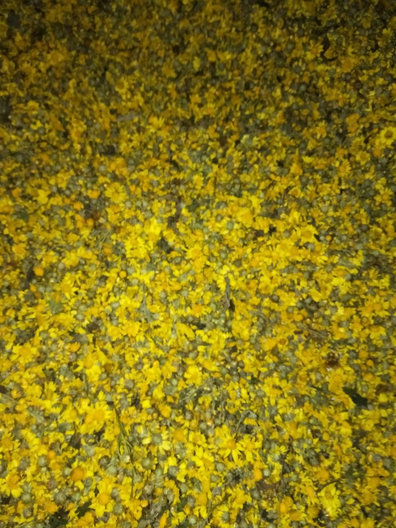 野菊花颗粒
