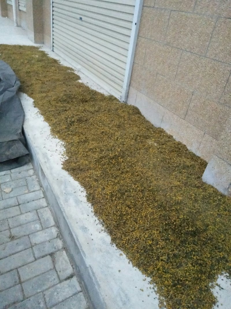 野菊花颗粒