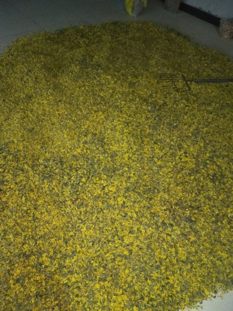 野菊花颗粒