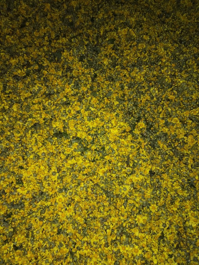 野菊花颗粒