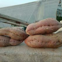 茄果类商薯19干面甜水分低两万斤