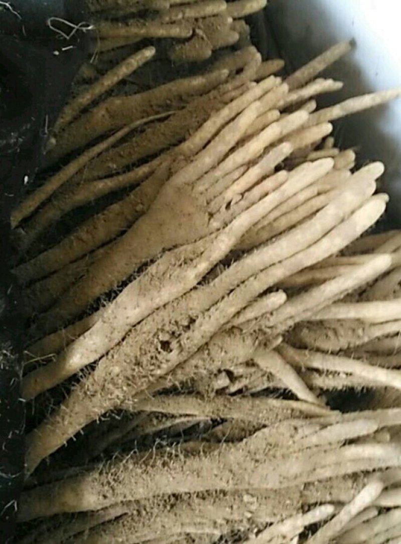编号:2小白嘴白山药{佛手}基地供应！