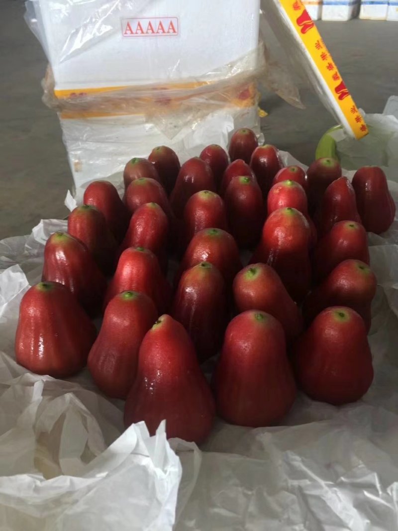 莲雾