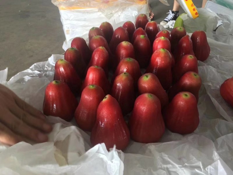 莲雾
