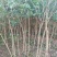 红桂花桂花树苗基地直供无中间商各种规格都现货充足