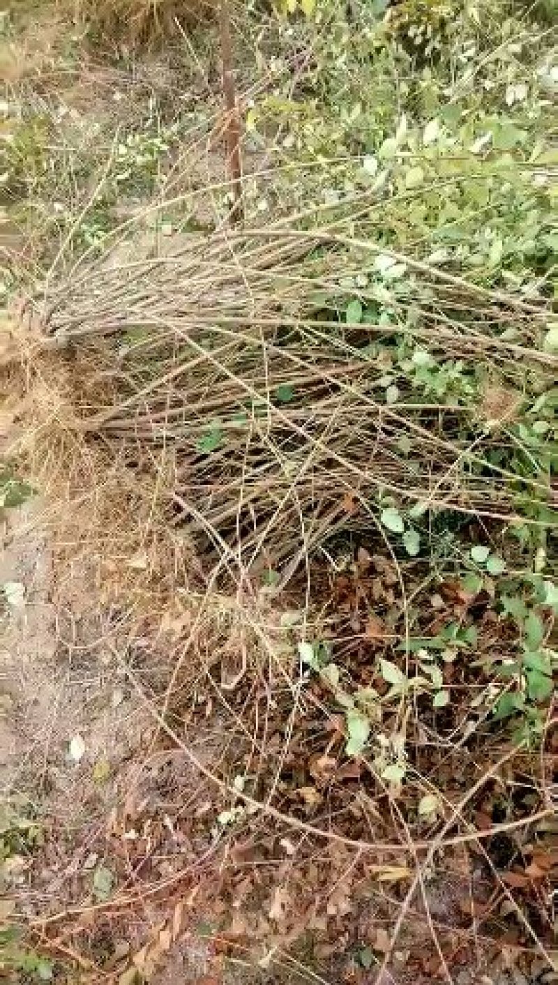 连翘苗