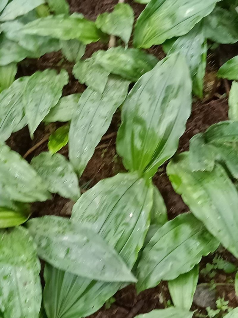 毛慈菇种苗欢迎订购