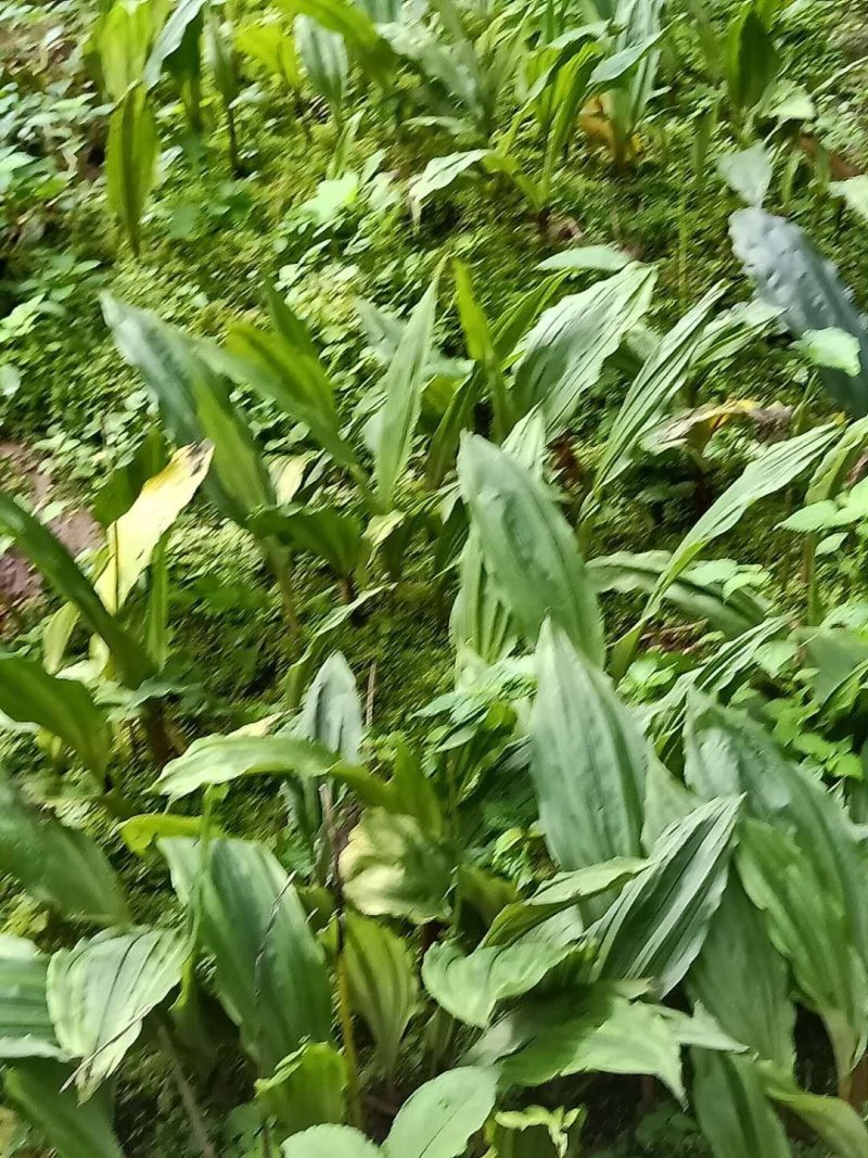 毛慈菇种苗欢迎订购
