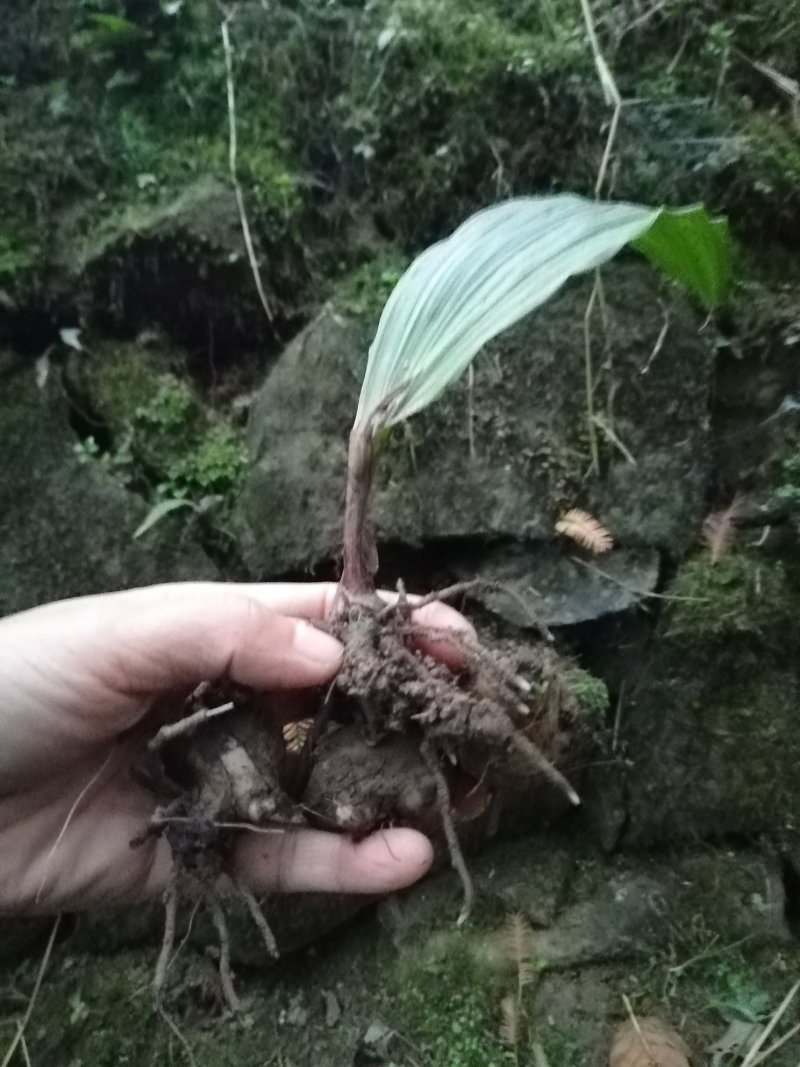 毛慈菇种苗欢迎订购