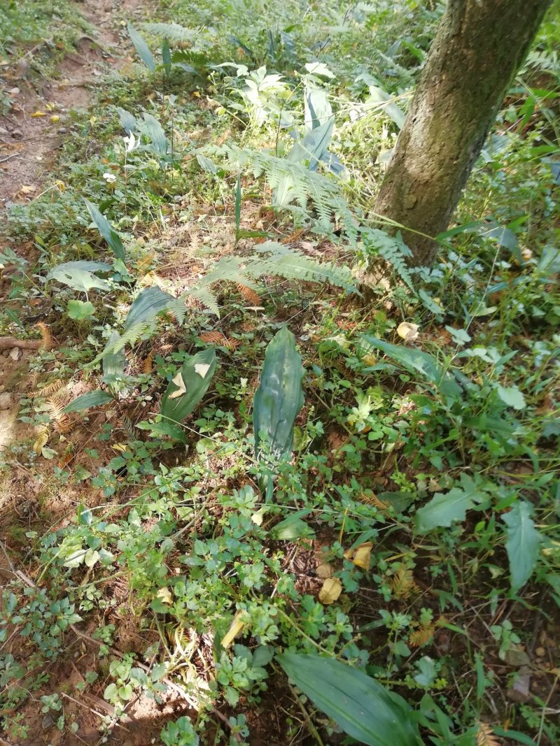毛慈菇种苗欢迎订购