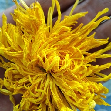 金丝黄菊