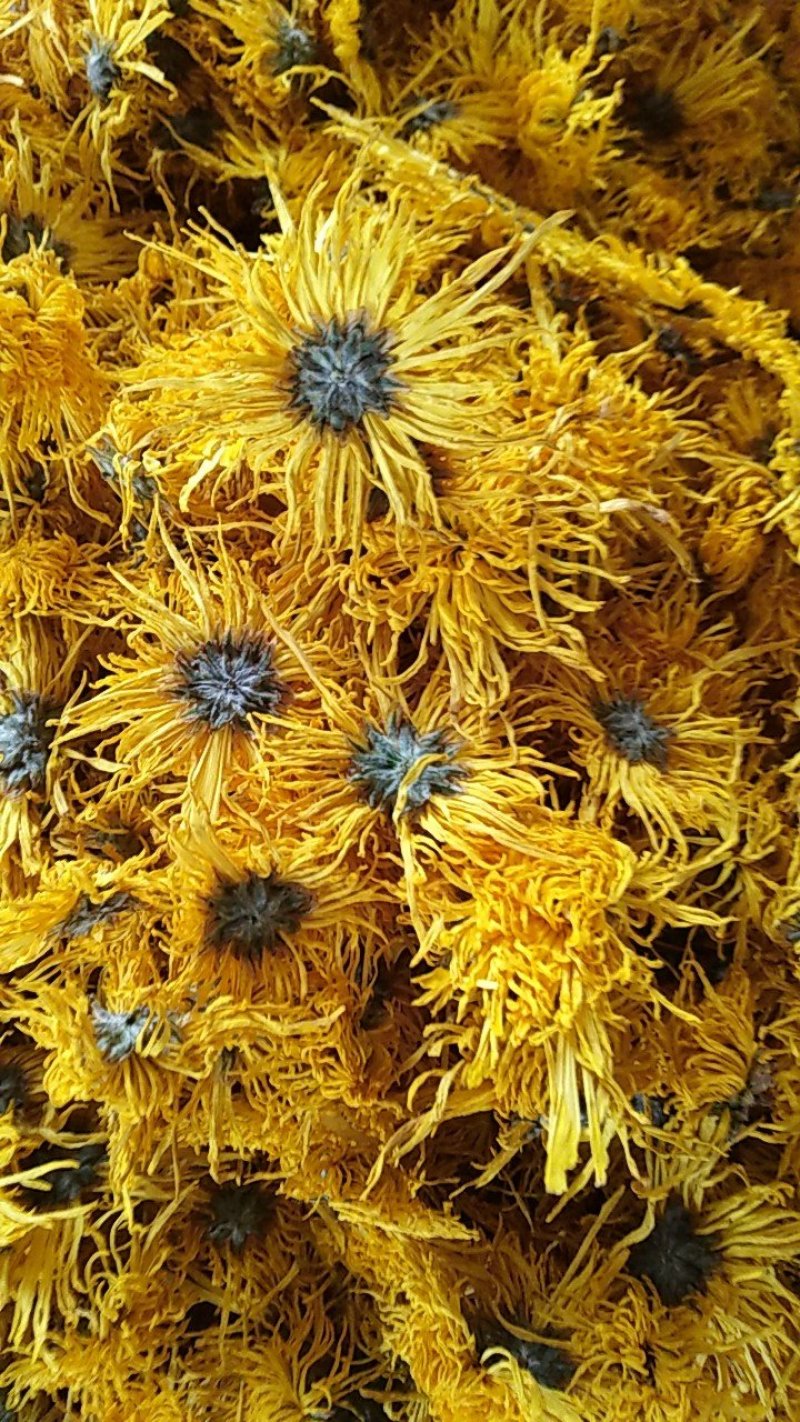 金丝黄菊