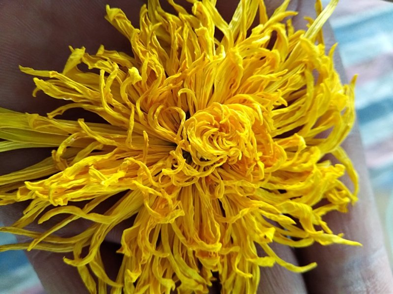 金丝黄菊