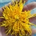 金丝黄菊
