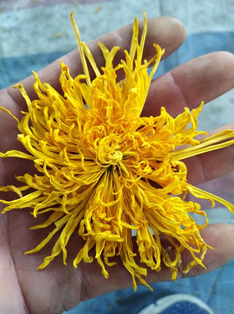 金丝黄菊