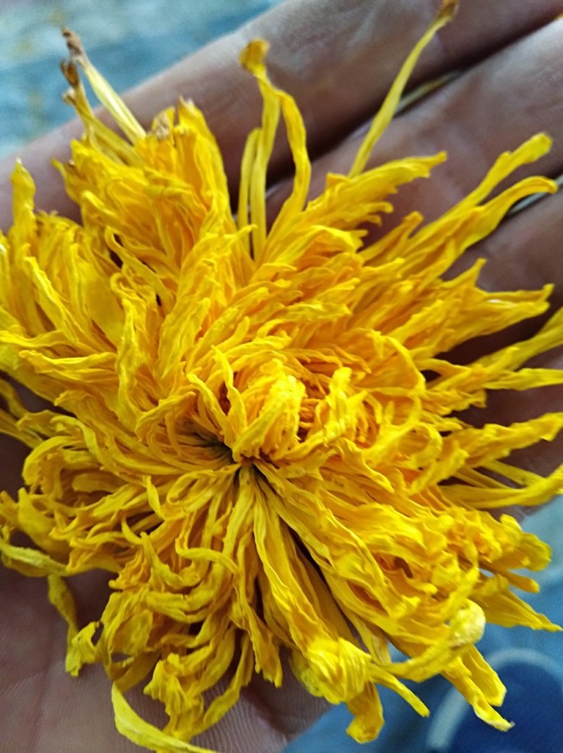 金丝黄菊