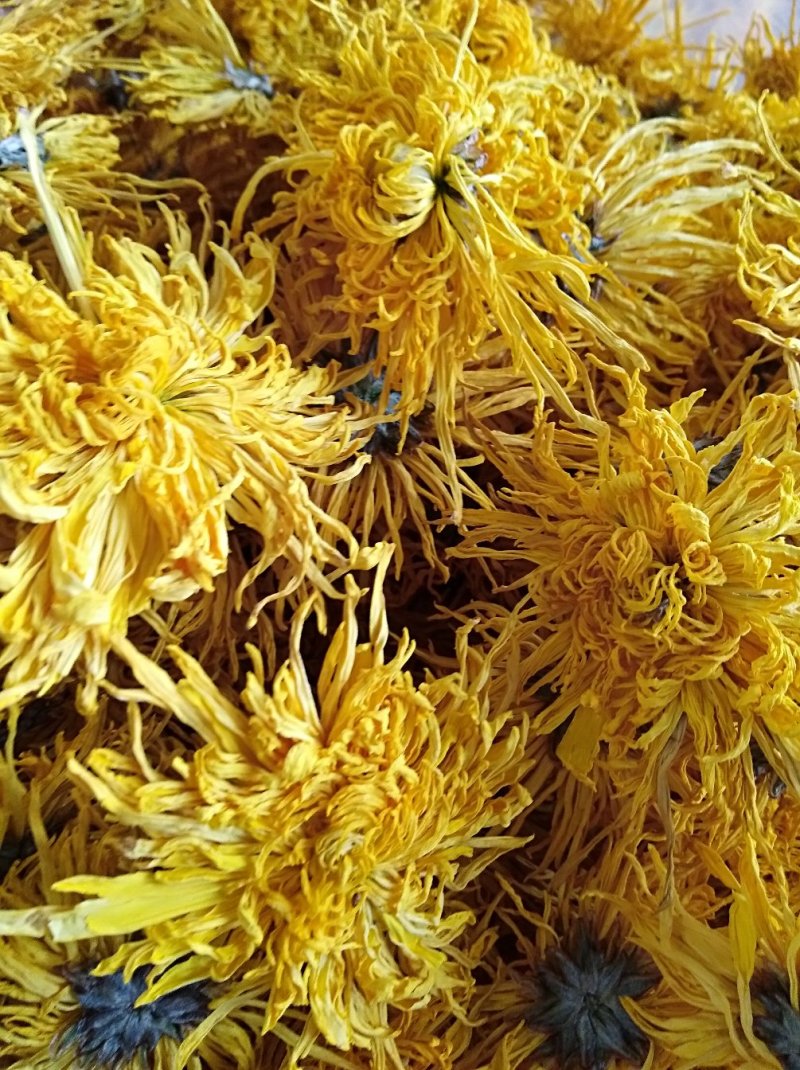 金丝黄菊