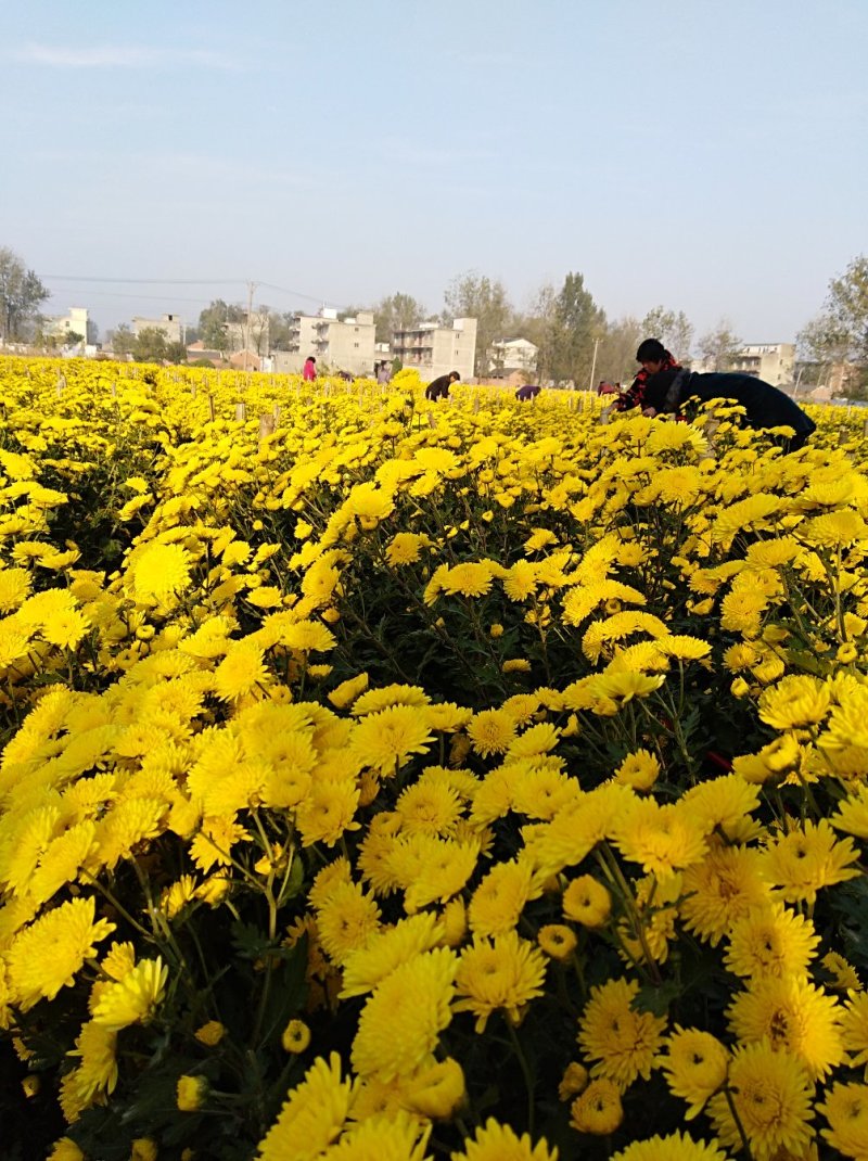金丝黄菊