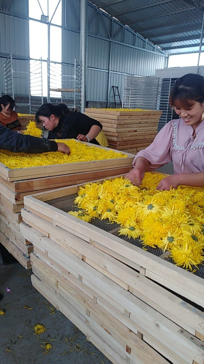 金丝黄菊