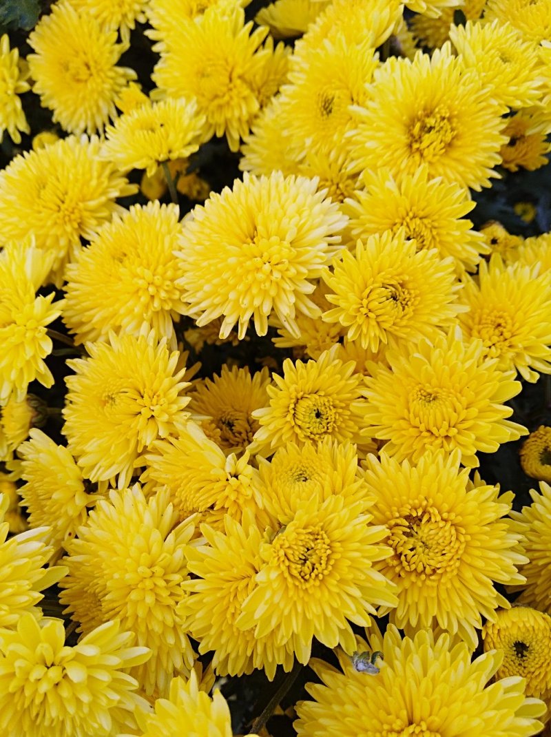 金丝黄菊