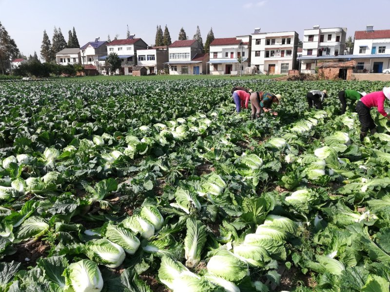 湖北枝江市黄心大白莱大量上市中支持产地看货当天打包新鲜货