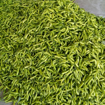 鲜辣椒