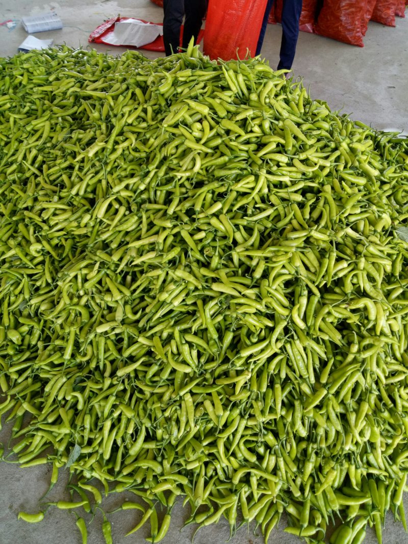 鲜辣椒