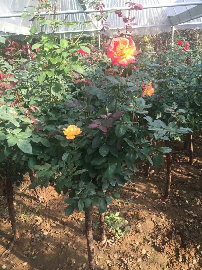 树桩月季，丰花月季，，藤本月季，欧洲月季，各种品种来选购