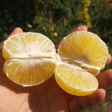 皇帝柑