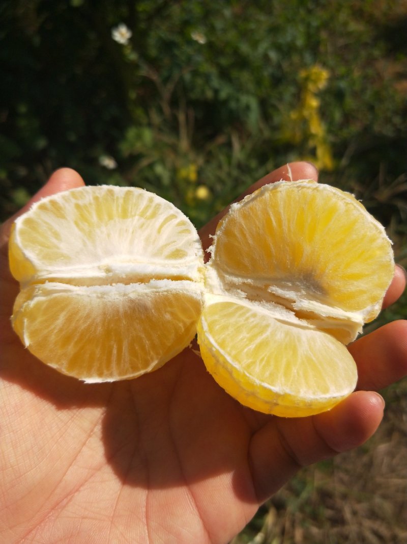 皇帝柑