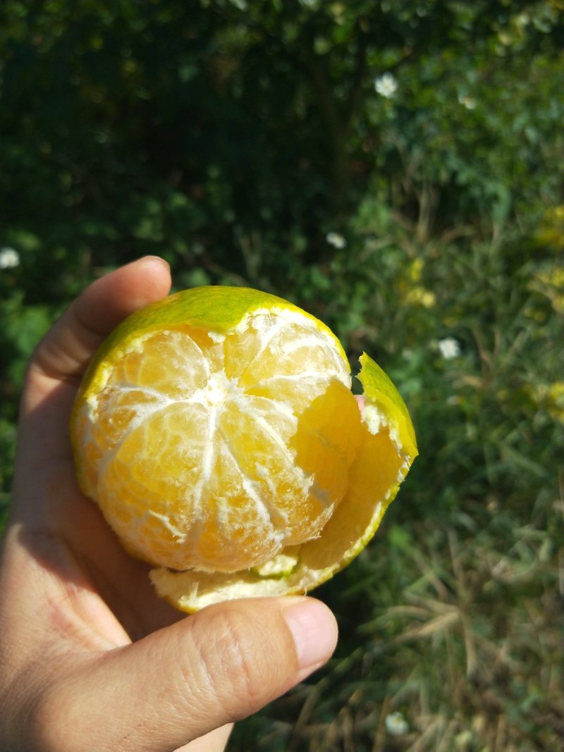 皇帝柑