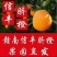 信丰脐橙
