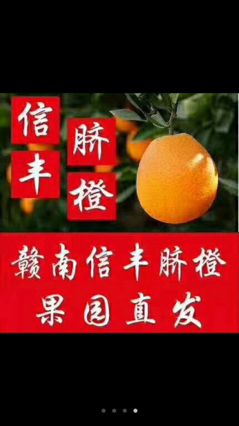 信丰脐橙