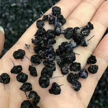 野生黑枸杞批发500g