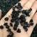 野生黑枸杞批发500g