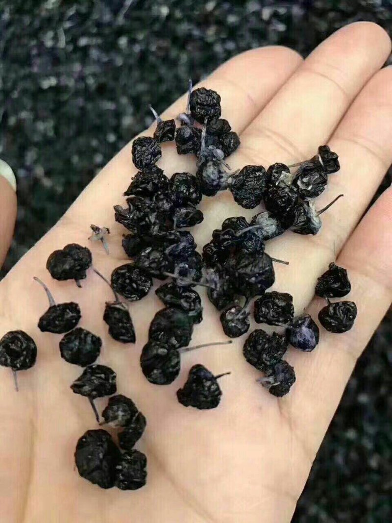 野生黑枸杞批发500g