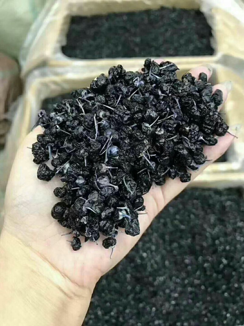 野生黑枸杞批发500g