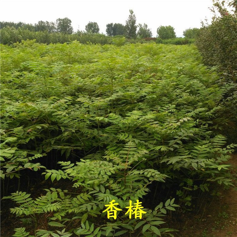 香椿苗规格齐全
