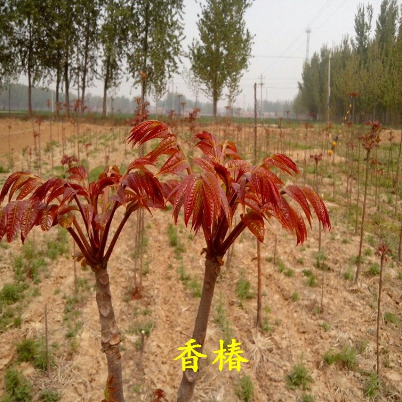 香椿苗规格齐全