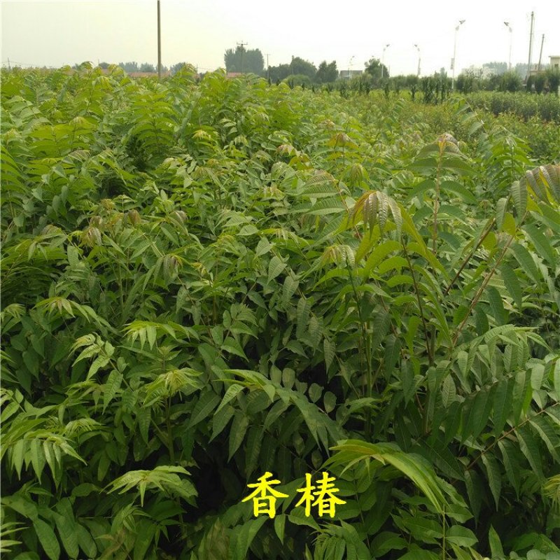 香椿苗规格齐全