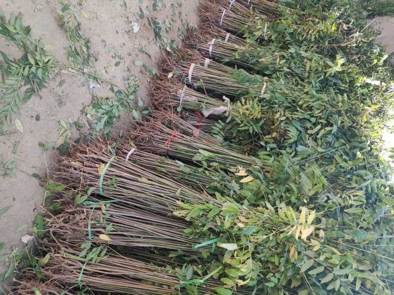 香椿苗规格齐全
