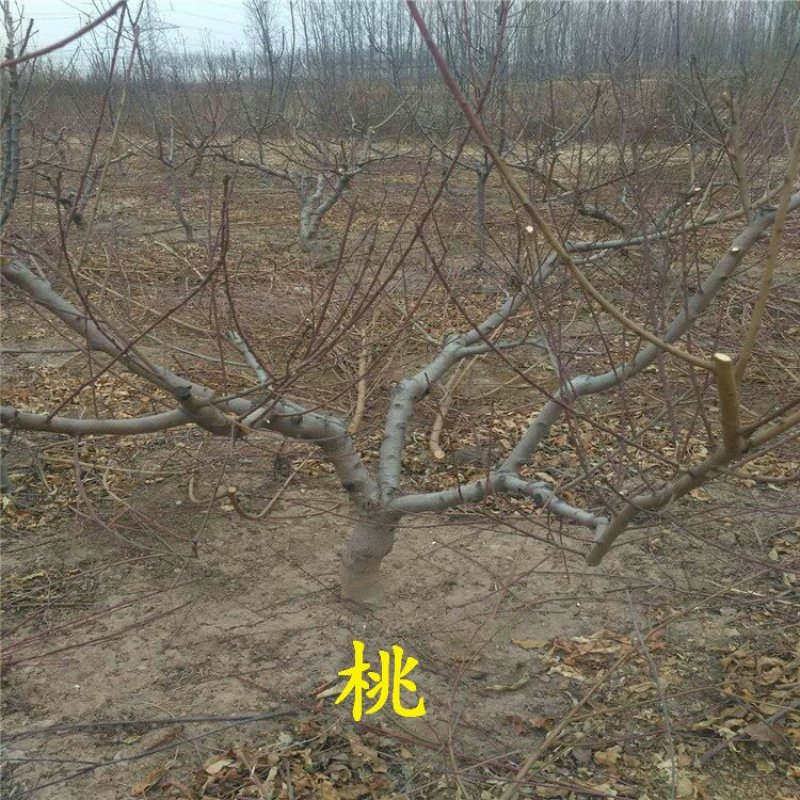 占地桃树规格齐全