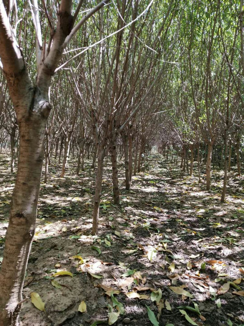 占地桃树规格齐全