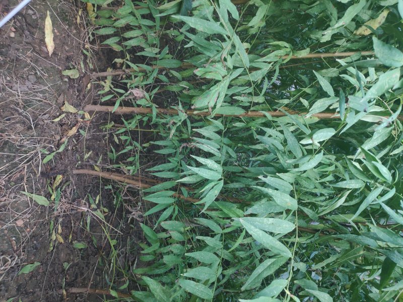 占地桃树规格齐全