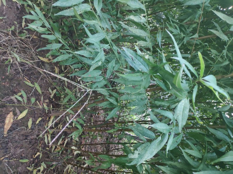 占地桃树规格齐全